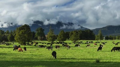 Into the New Zealand milk source, the original life sunshine comes from such a beautiful place!